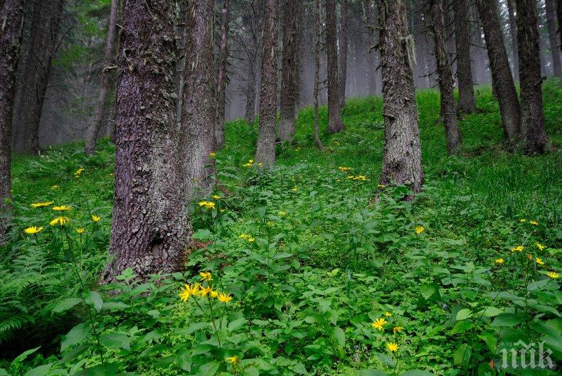 Европейските гори няма да забавят затоплянето на климата
