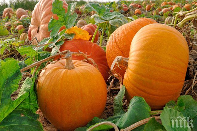 Севлиево става Тиквенбург