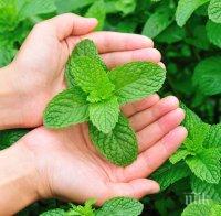 Състояния, при които маслото от мента може да ви помогне