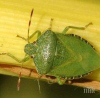 Велико Търново пропищя от миризливки