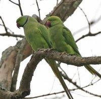 Колонии от папагали изместват гълъбите в Атина