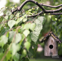 Столичната община кани децата да поставят къщички за птици в Борисовата градина