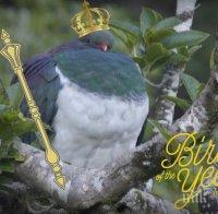 Отличници! „Пияни“ гълъби бяха избрани за птица на годината в Нова Зеландия