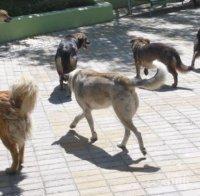 УЖАС! Бездомно куче нахапа жена в Пазарджик - викнали линейка, тя не дошла изобщо (СНИМКА 18+)