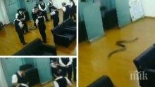 Питон хвърли в тотален шок банкови служители по време на оперативка в Китай