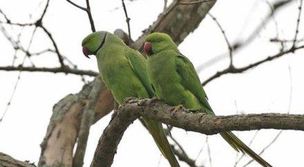 колонии папагали изместват гълъбите атина
