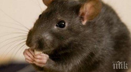 появиха първите джендър мишки