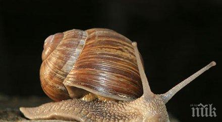 учени откриха охлюв млн години