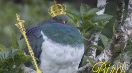 отличници пияни гълъби бяха избрани птица годината нова зеландия