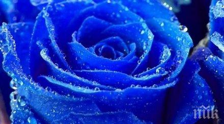 китай създадоха първата истинска синя роза