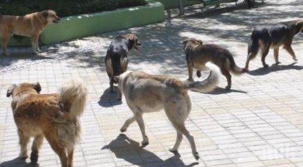 ужас бездомно куче нахапа жена пазарджик викнали линейка дошла изобщо снимка