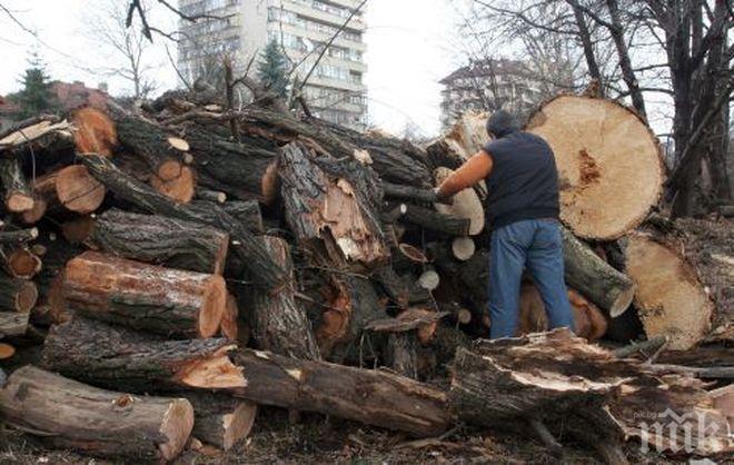 Близо 30 млн. лв. са приходите от дърводобив в Монтанско за последните пет години