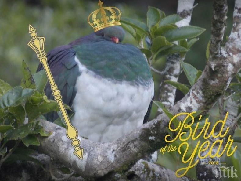 Отличници! „Пияни“ гълъби бяха избрани за птица на годината в Нова Зеландия