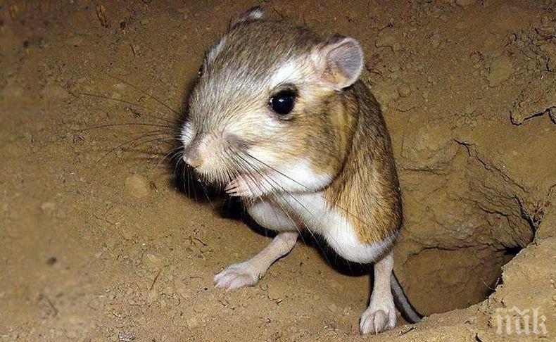 Уникално: Еднополови мишки си родиха здрави бебета