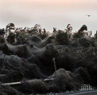 Гигантска паяжина покри бреговете на езеро в Северна Гърция 
