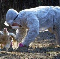 Откриха две огнища на птичи грип в Хасковско
