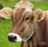 Разкриха незаконен превоз на животни