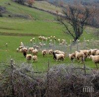 Отпускат субсидии на фермерите, отглеждащи кози и овце в засегнатите от чумата райони
