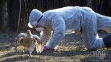 Откриха две огнища на птичи грип в Хасковско