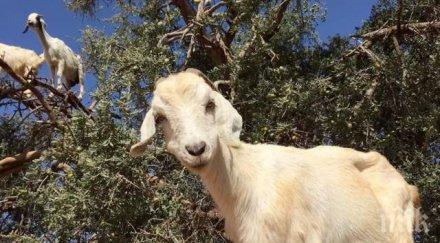 откраднаха животните годишен пастир