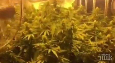 разбиха две високотехнологични наркооранжерии варна видео