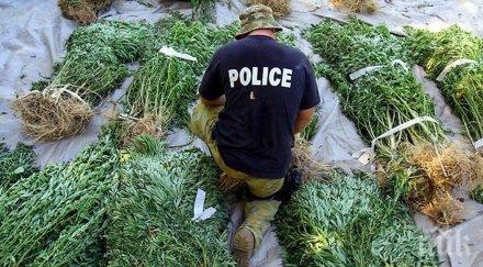 удар криминалисти разкриха две наркооранжерии