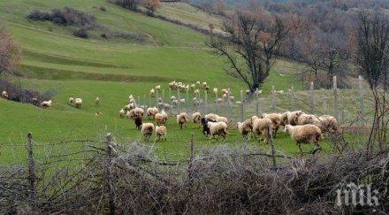 отпускат субсидии фермерите отглеждащи кози овце засегнатите чумата райони
