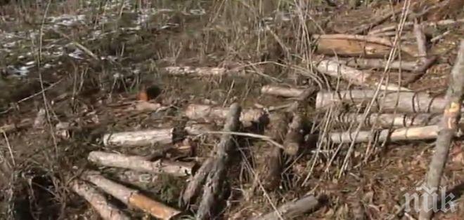 Горски инспектори и полицаи с акция за незаконна дървесина във Врачанско