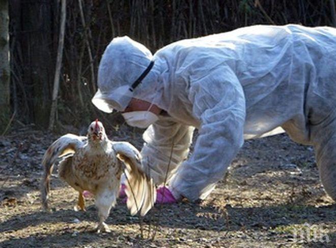 Агенцията по храните засече инфлуенца по птиците във Войводово