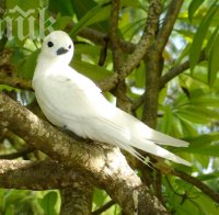 Невиждано! Бели лястовички се излюпиха в Горно Езерово