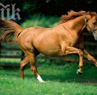 Кон счупи черепите на две деца в Сливенско