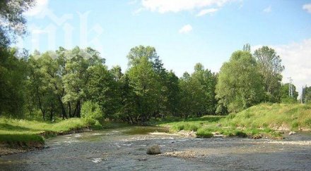 откриха мъртва риба река искър томсън