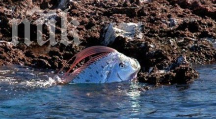 заснеха дългата риба света видео