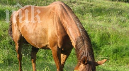 тригодишно дете бере душа ритник кобила