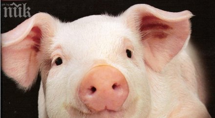 прасе прати бързащ велосипедист болница