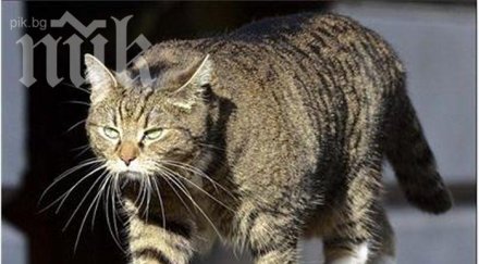 обявиха котката британски министър шпионин