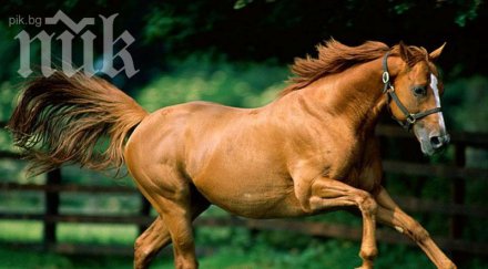 кон счупи черепите две деца сливенско