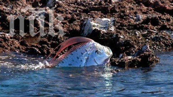 Заснеха най-дългата риба в света (ВИДЕО)

