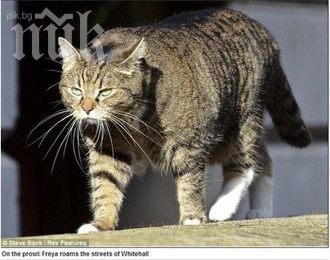 Обявиха котката на британски министър за шпионин