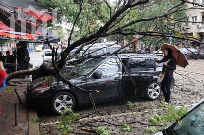 Дърво падна върху паркирали коли в центъра на София