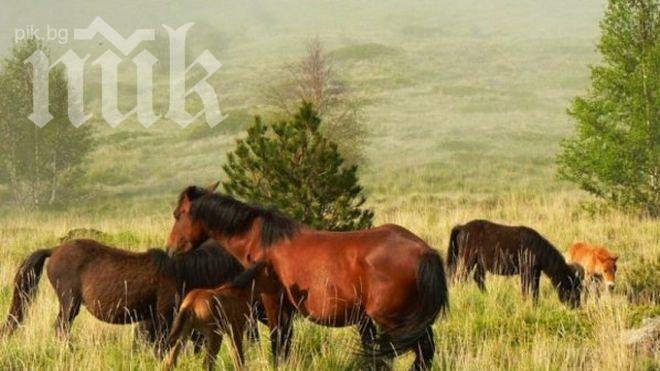 Убиха зверски кобила в Хисаря