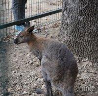Втори ден издирват избягалото кенгуру в Сандански