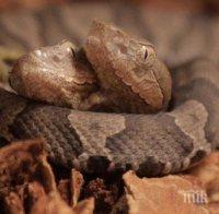 ФЕНОМЕН: Двуглава змия шашна учените