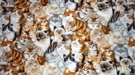 популацията котки софия пълна мистерия