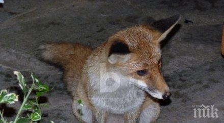 неочакван гост лисица обикаля жилищните блокове пловдив