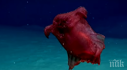 невиждано заснеха пръв път безглавото пилешко чудовище видео