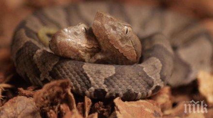 феномен двуглава змия шашна учените