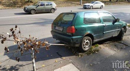 вижте наглеца тарикат прегази дръвче паркира голфа снимки