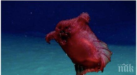 странна находка учени откриха нов вид дълбините антарктида снимки