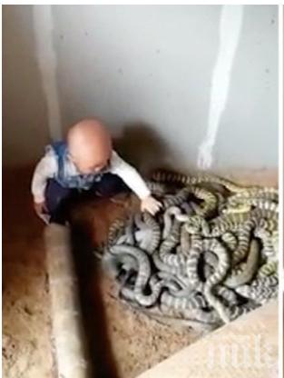  ШОК: Дете чудо си играе с огромни змии (СНИМКИ)